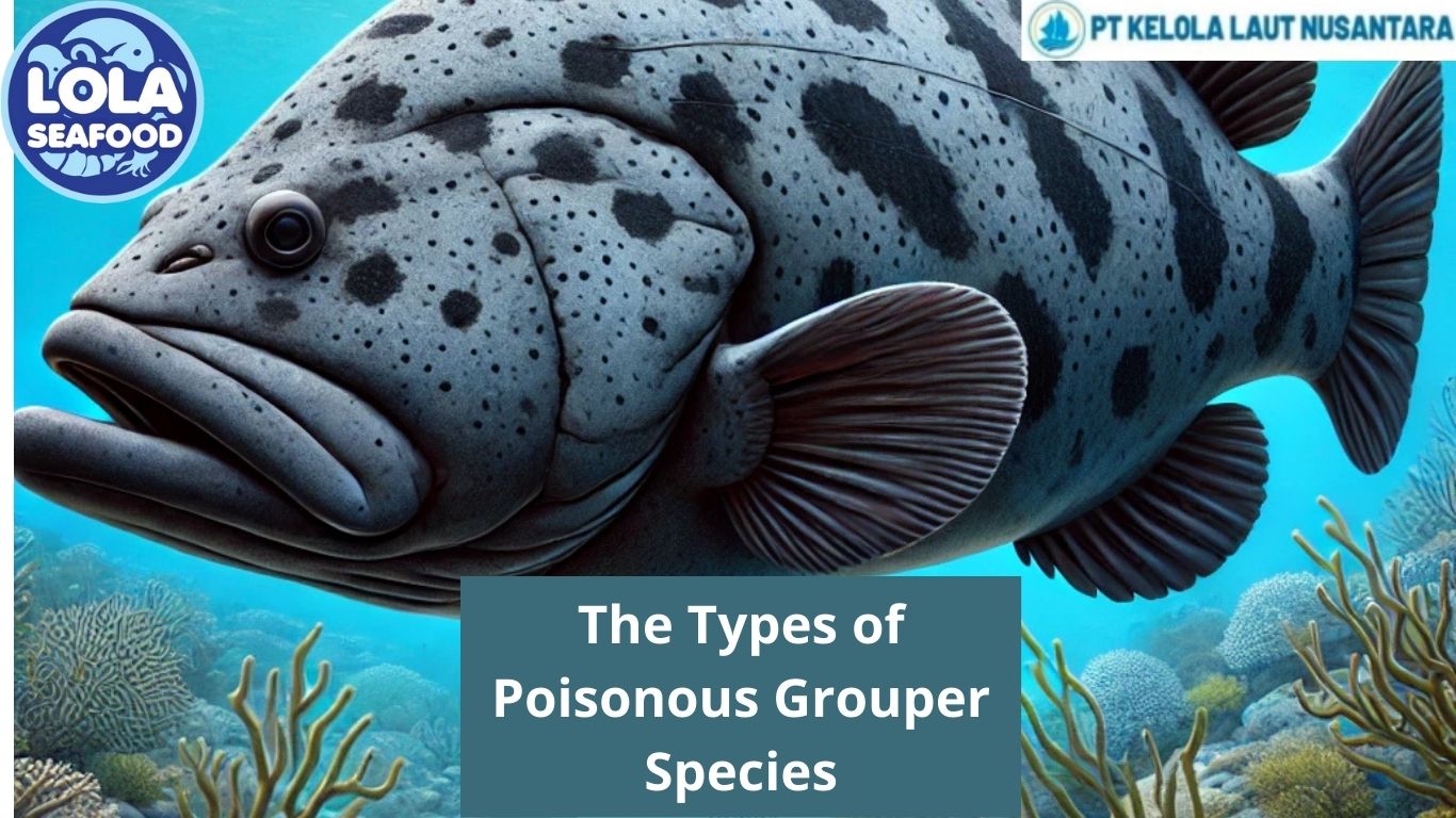 The Types of Poisonous Grouper Species